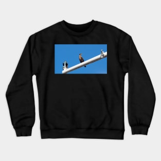 Double-crested Cormorant Perching On a Light Pole Crewneck Sweatshirt